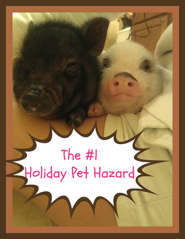 The #1 Holiday Pet Hazard