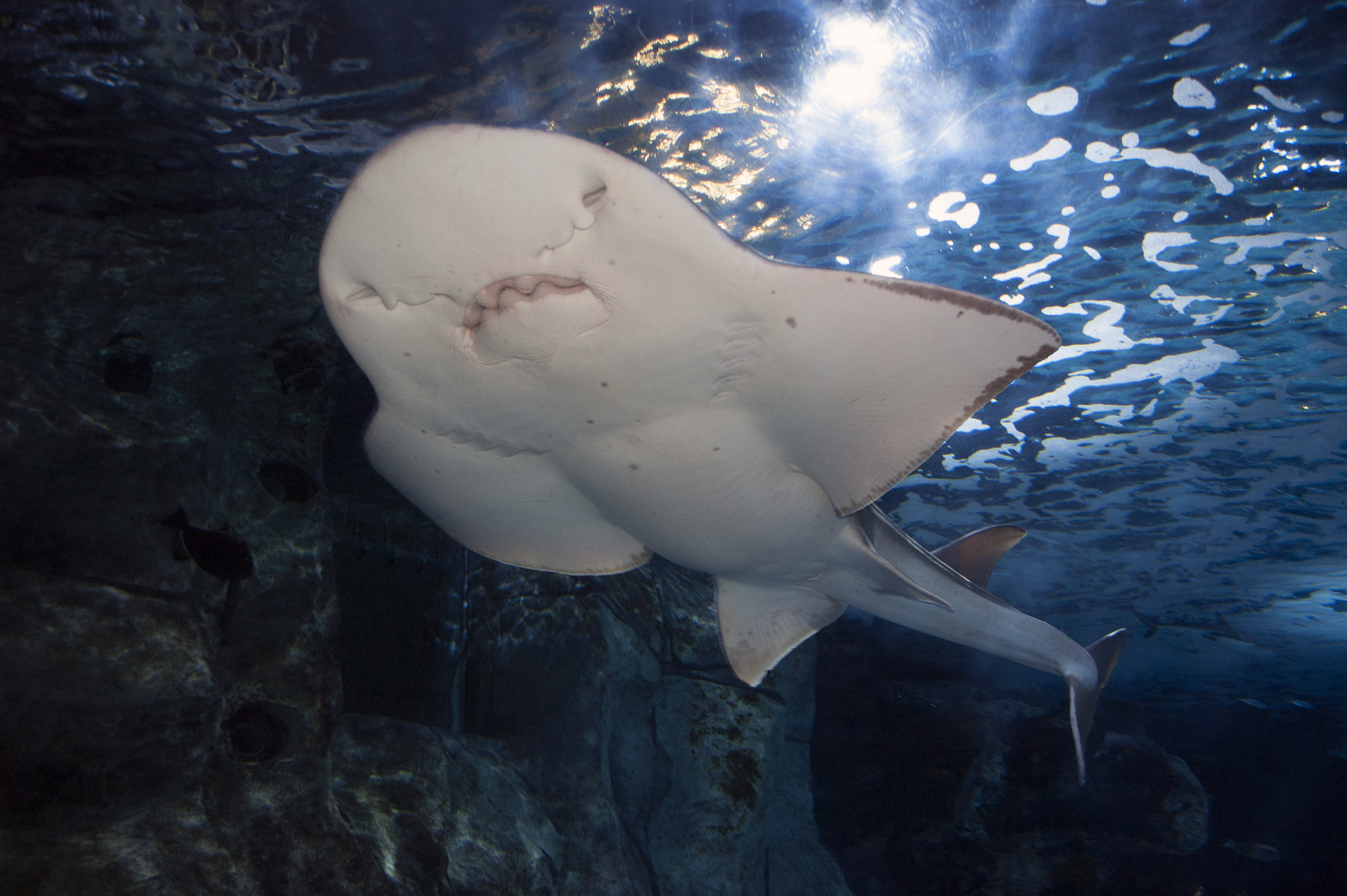 Sweet Pea Becomes First Confirmed Shark Ray In Captivity to Breed in the World