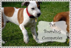 Choosing the Right Pet Boarding Company