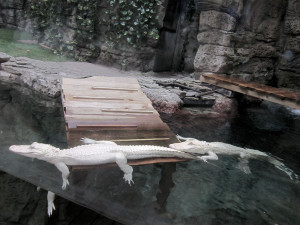 Rare White Alligators to Return to Newport Aquarium