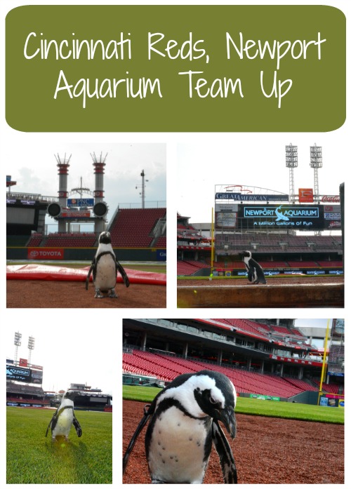 Cincinnati Reds and Newport Aquarium Team Up